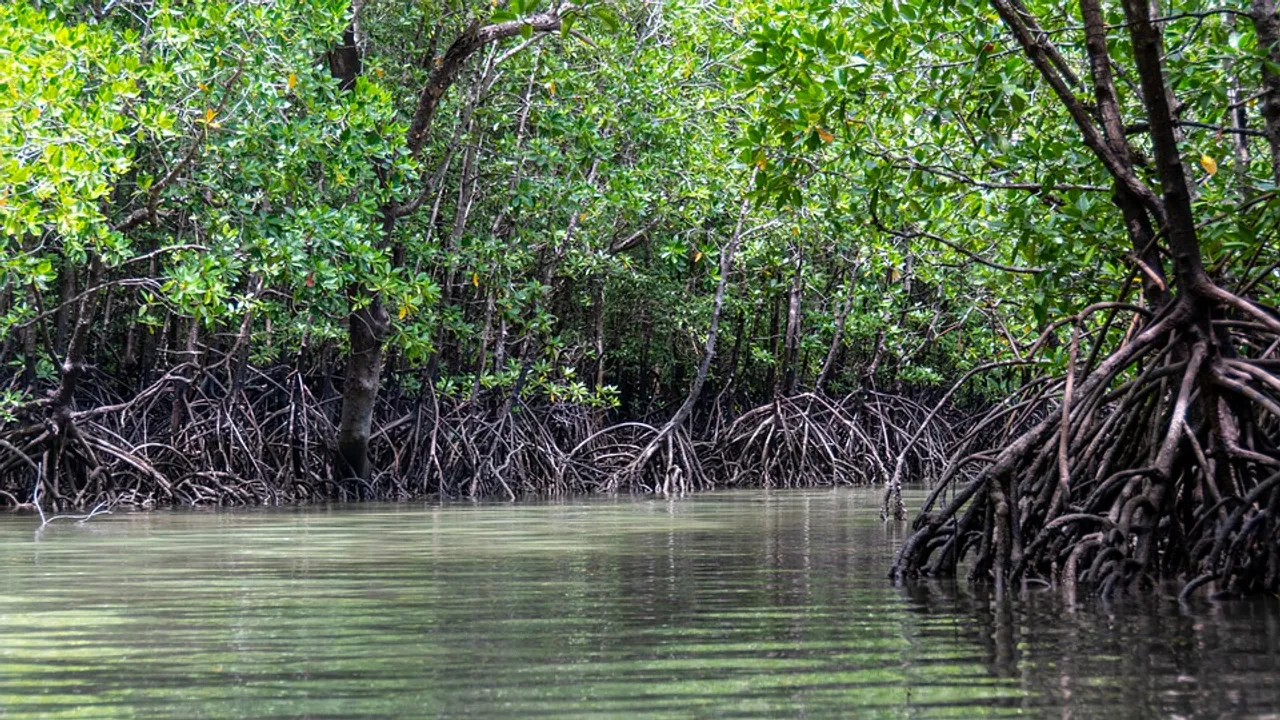  Odisha adds highest number of mangrove forests in country