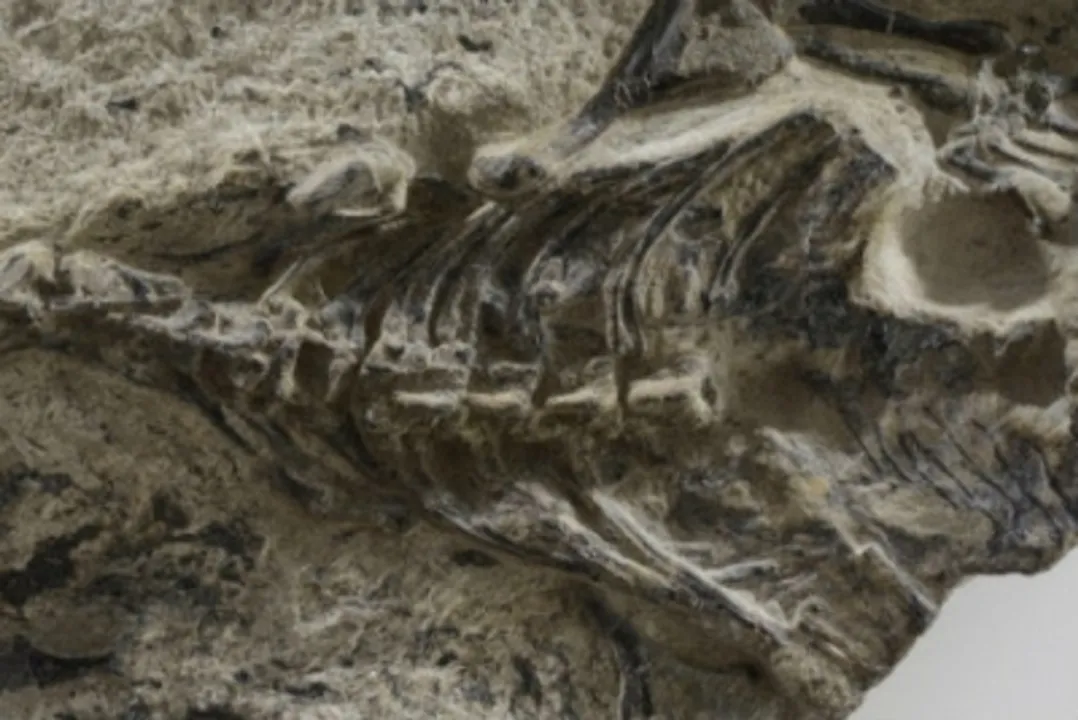  Scientists unearth 35 million-year-old rare snake fossil