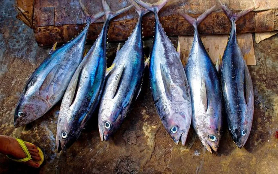  Happy World Tuna Day 2022 Wishes, Messages, Greetings