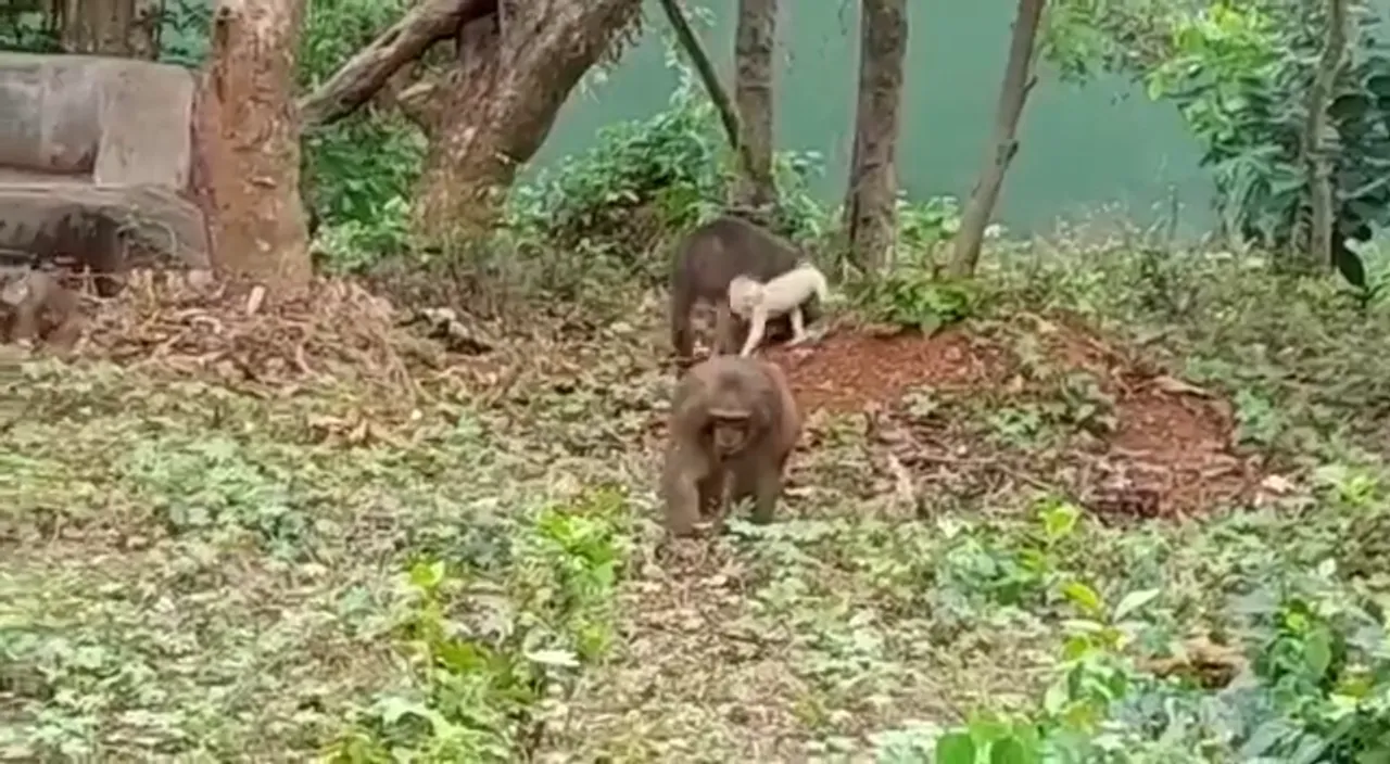  [Watch] White baby monkey 'centre of attraction' at Nandankanan