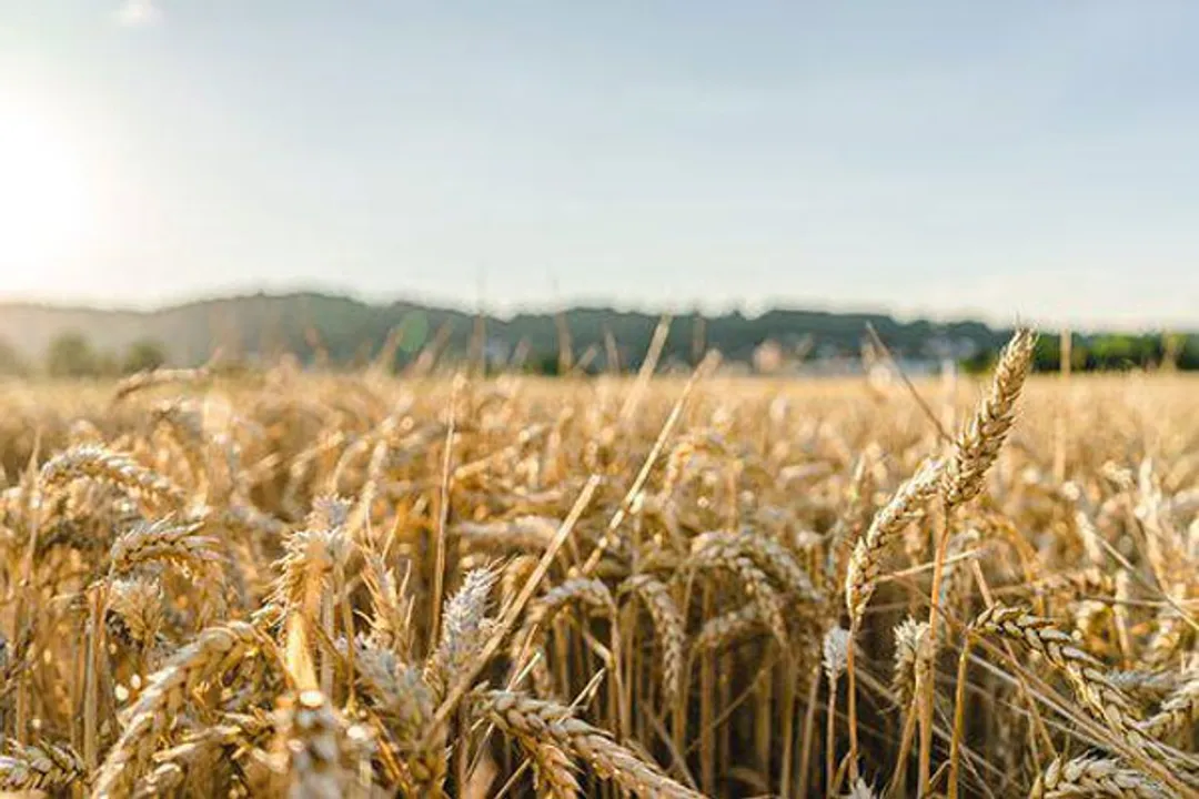  Centre relaxes wheat ban order, allows earlier registered consignments with Customs