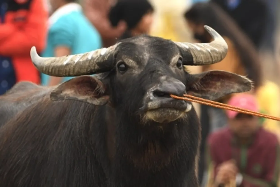  Bizarre! Police orders DNA test in stolen buffalo case in UP