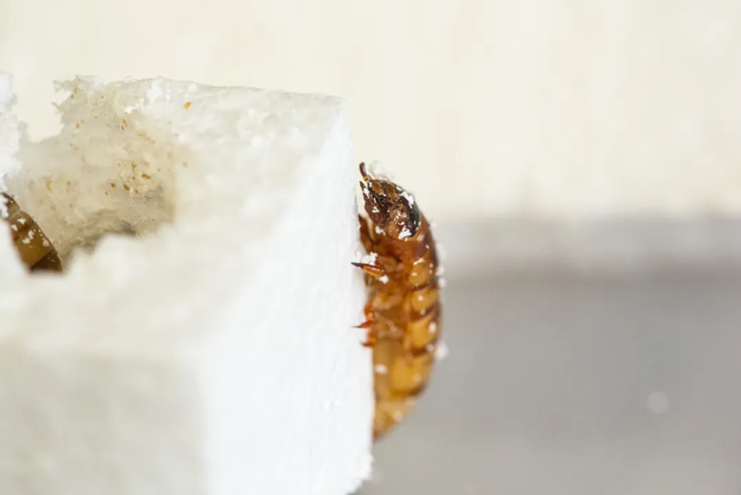  Superworms with a taste for plastic can help revolutionise recycling