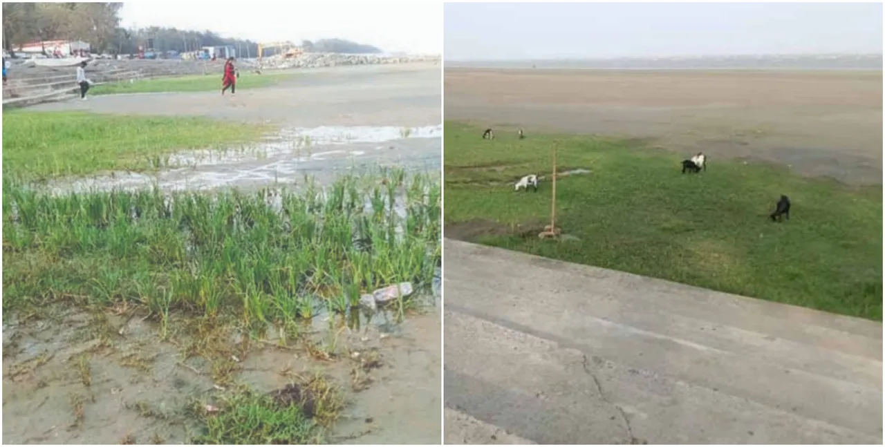  Climate change effect: Green grass envelops Nature's wonder Chandipur beach