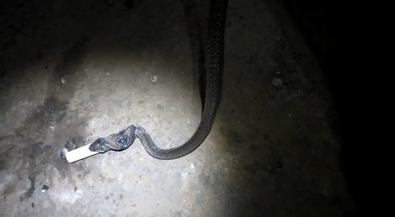 [Watch] Cobra pukes up PVC pipe in Odisha