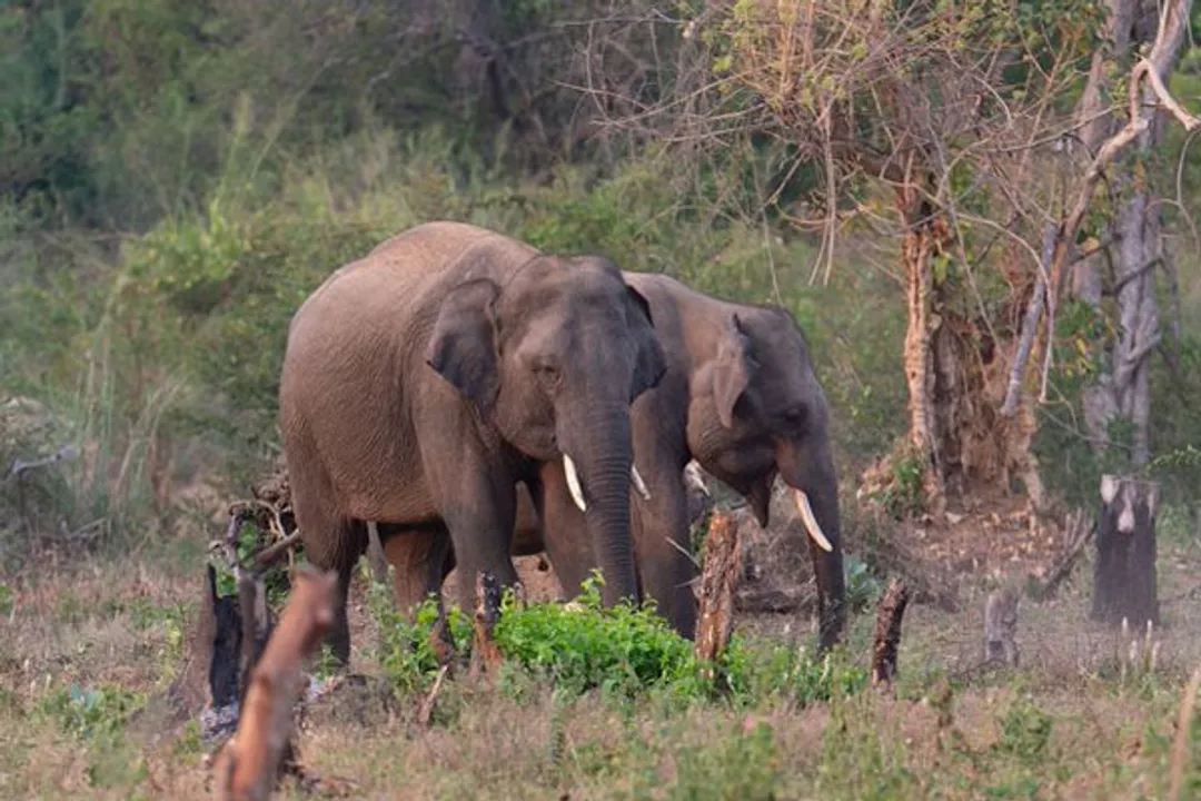  Human-Elephant Conflict: What’s the way out
