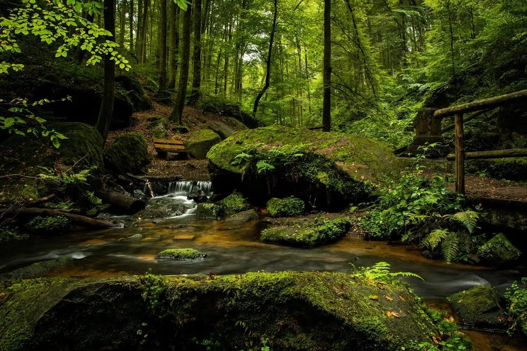  One-km eco-sensitive zone must for national parks, wildlife sanctuaries: SC