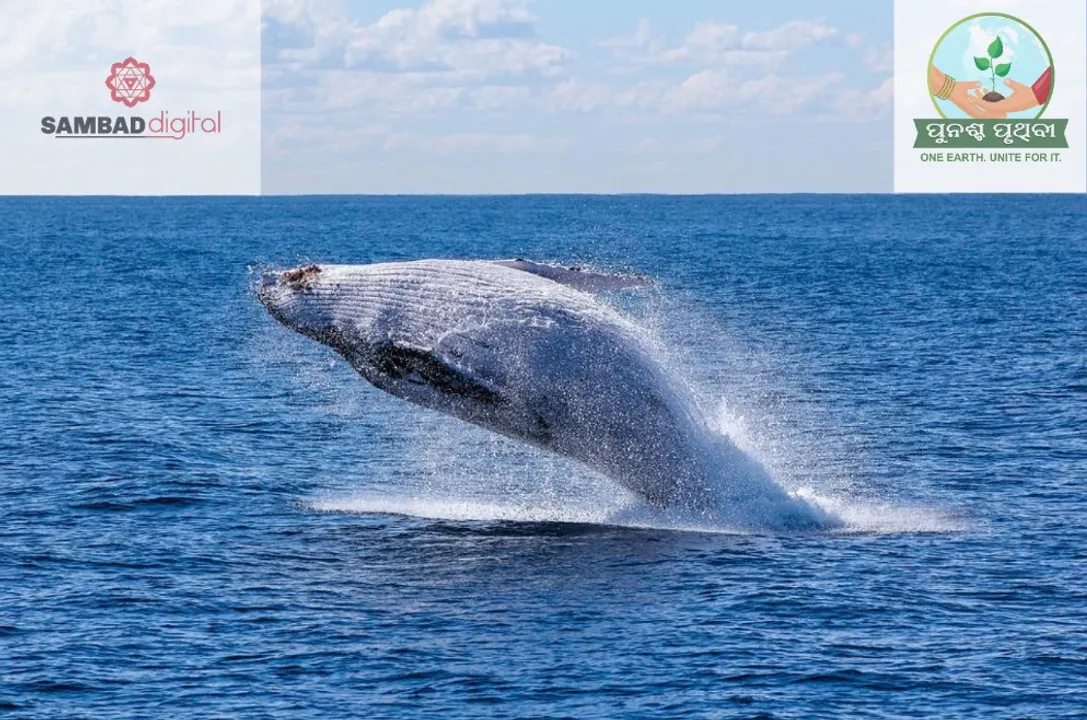  Sea sounds being drowned out by humans; experts raise alarm