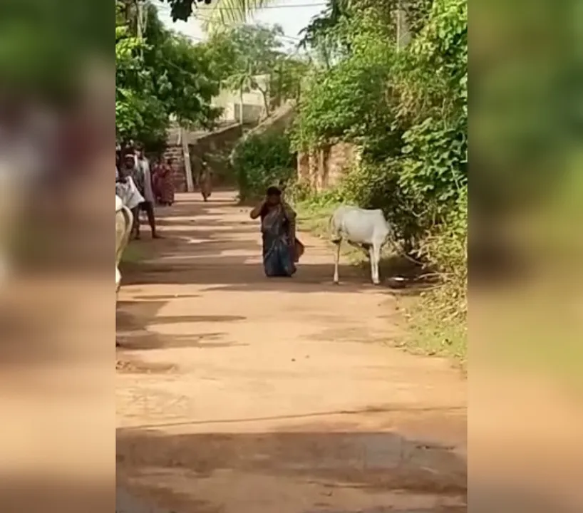  Odisha: Woman walks on knees to 'ward-off effects' of godman’s curse on husband