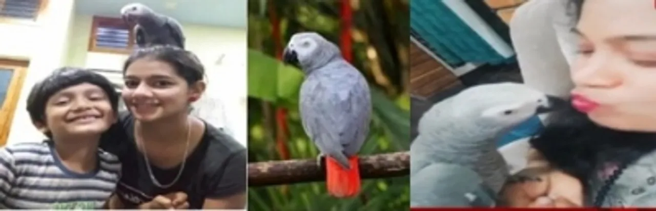  Family announces reward of Rs 50K for finding missing parrot