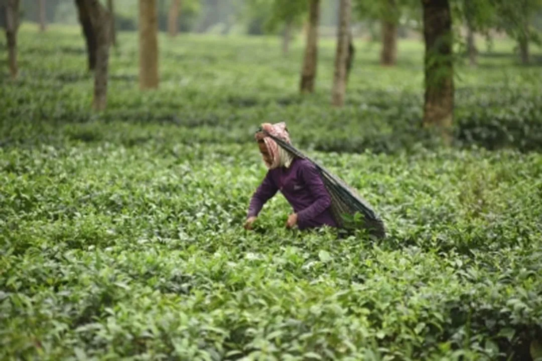  Integrated management pest and nutrition good for tea plantations: Experts