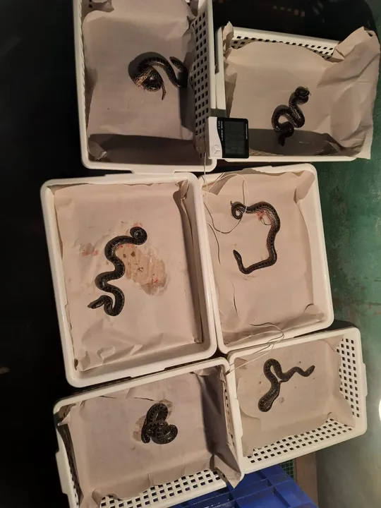 More anaconda snakelets born in Odisha’s Nandankanan Zoological Park