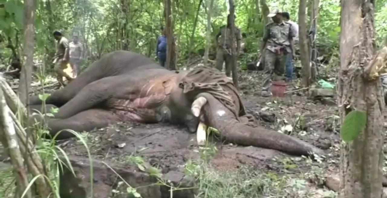  Elephant with five gunshots undergoes treatment in Odisha forest