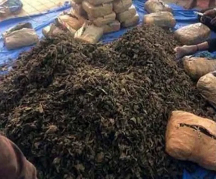  NDPS body orders seizure of 2 drug peddlers' ill-gotten assets in Odisha