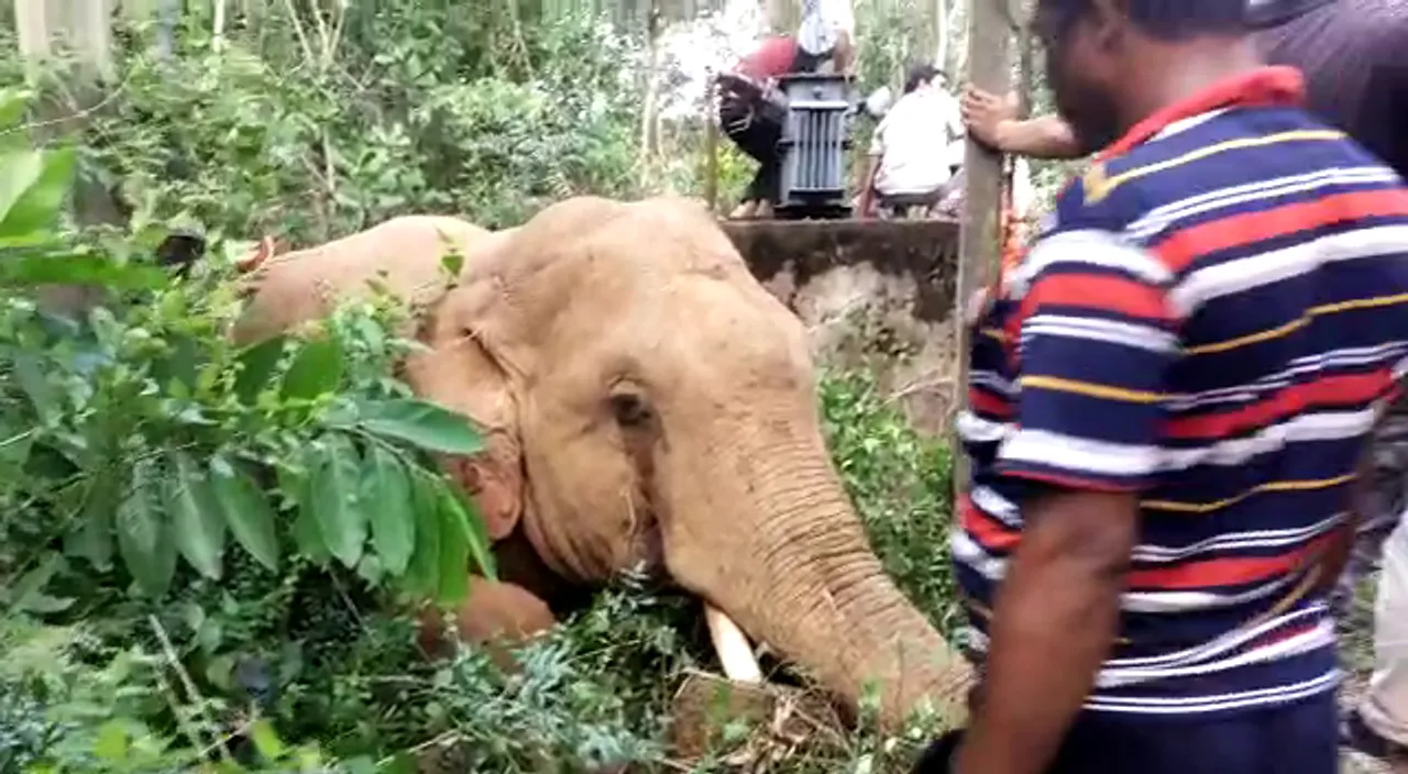  One more jumbo dies in Odisha