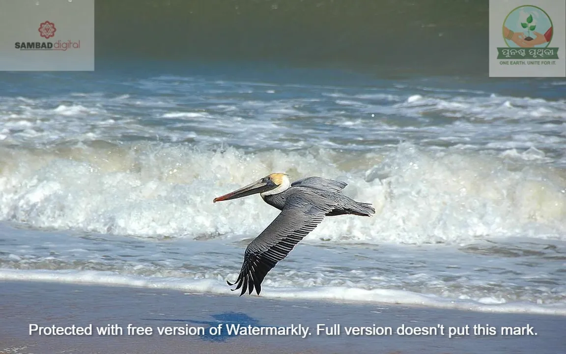  How wild species contribute to billions of people daily worldwide