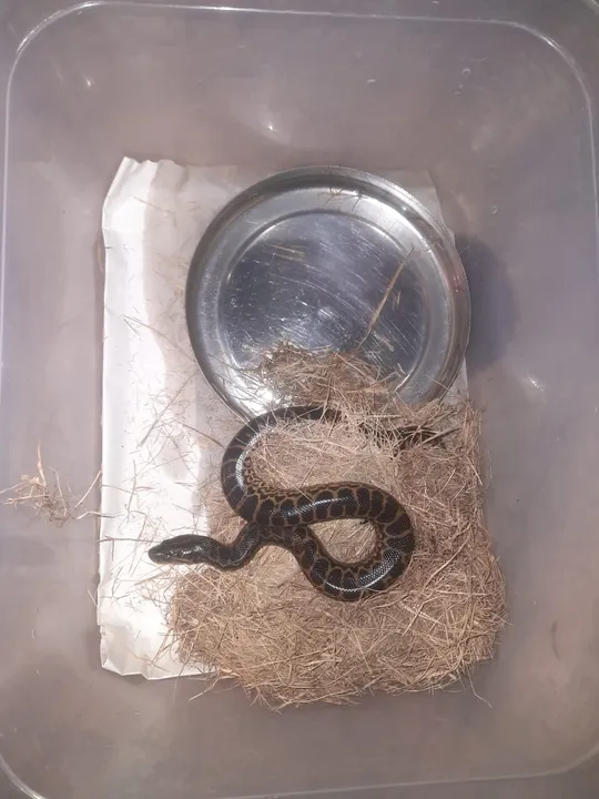  Nandankanan zoo's first yellow anaconda snakelet born