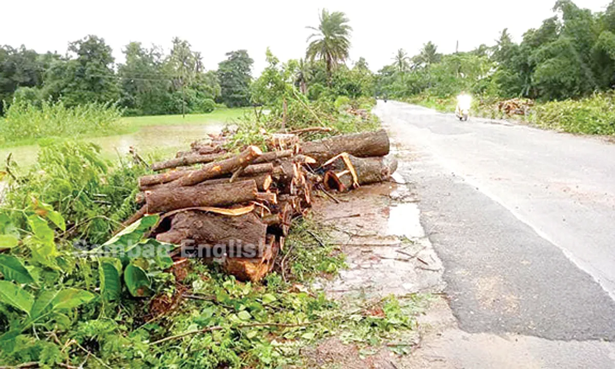  5,715 trees to be felled for Cuttack-Nuagaon road expansion work on NH-55