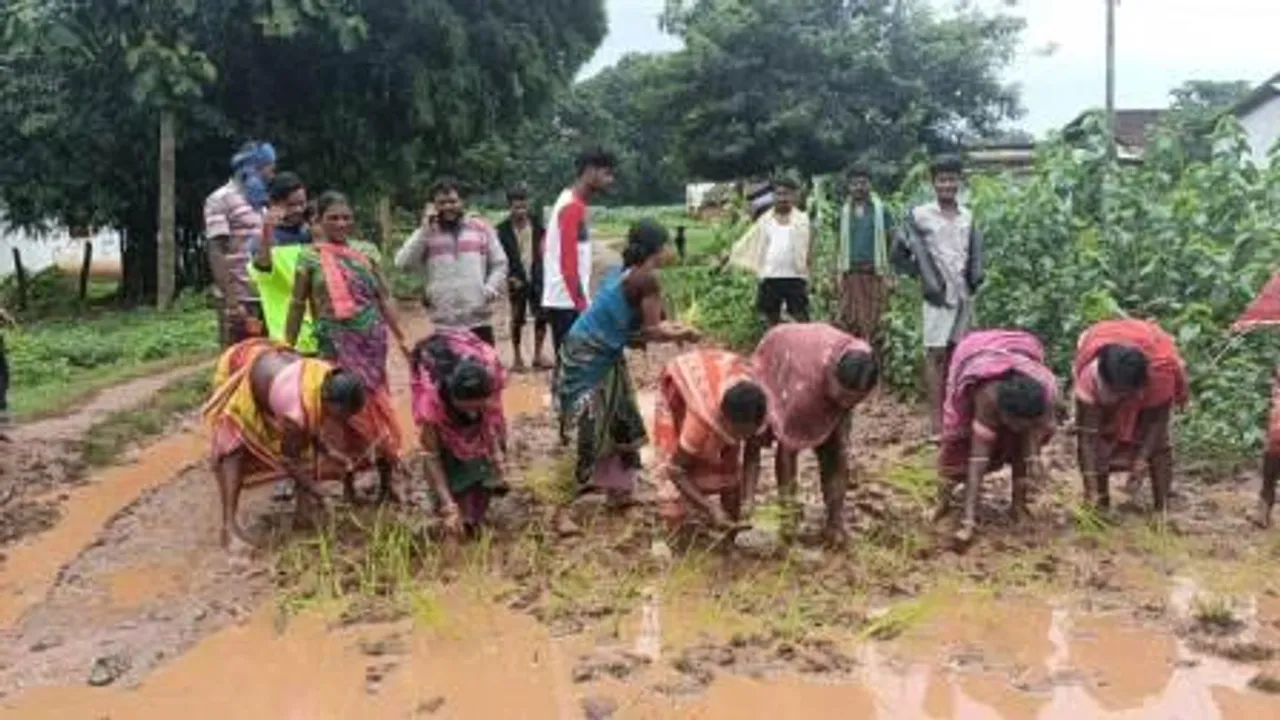  Unique protest: Odisha villagers plant paddy saplings on muddy road