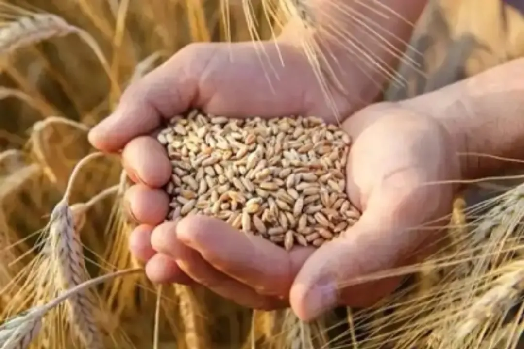  Foodgrain production estimated to be record 315.72 MT, up by 4.98 MT in 2020-21