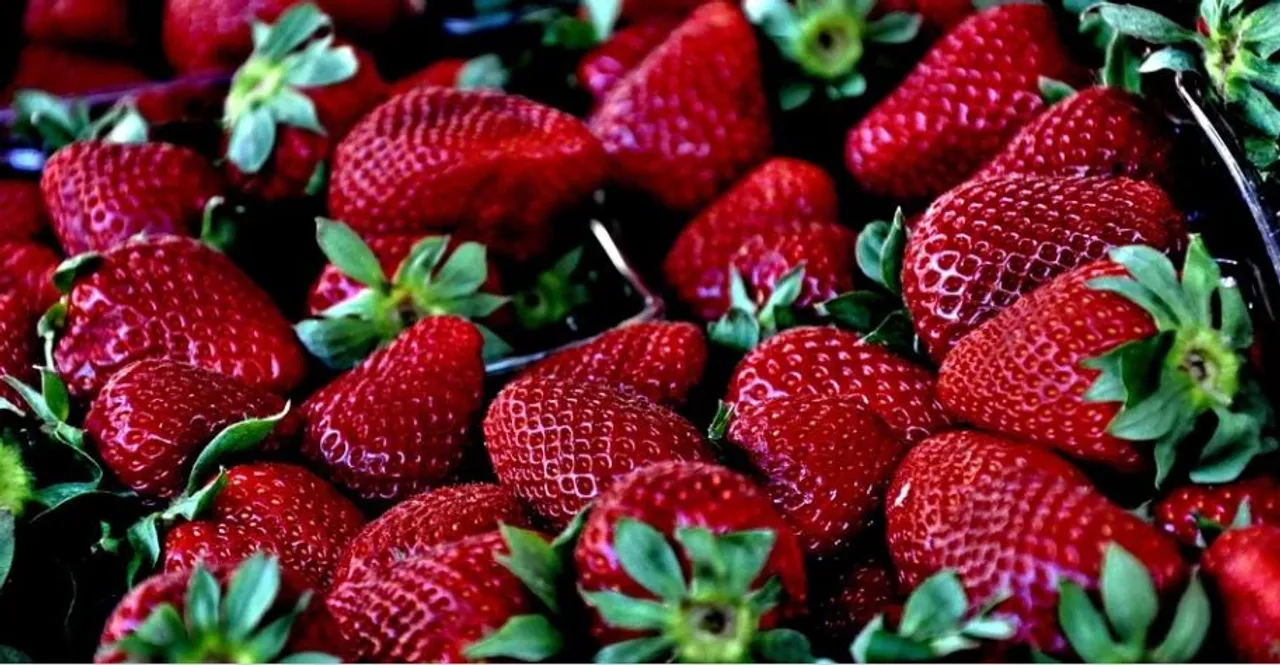  Strawberries may help fight Alzheimer's disease: Study
