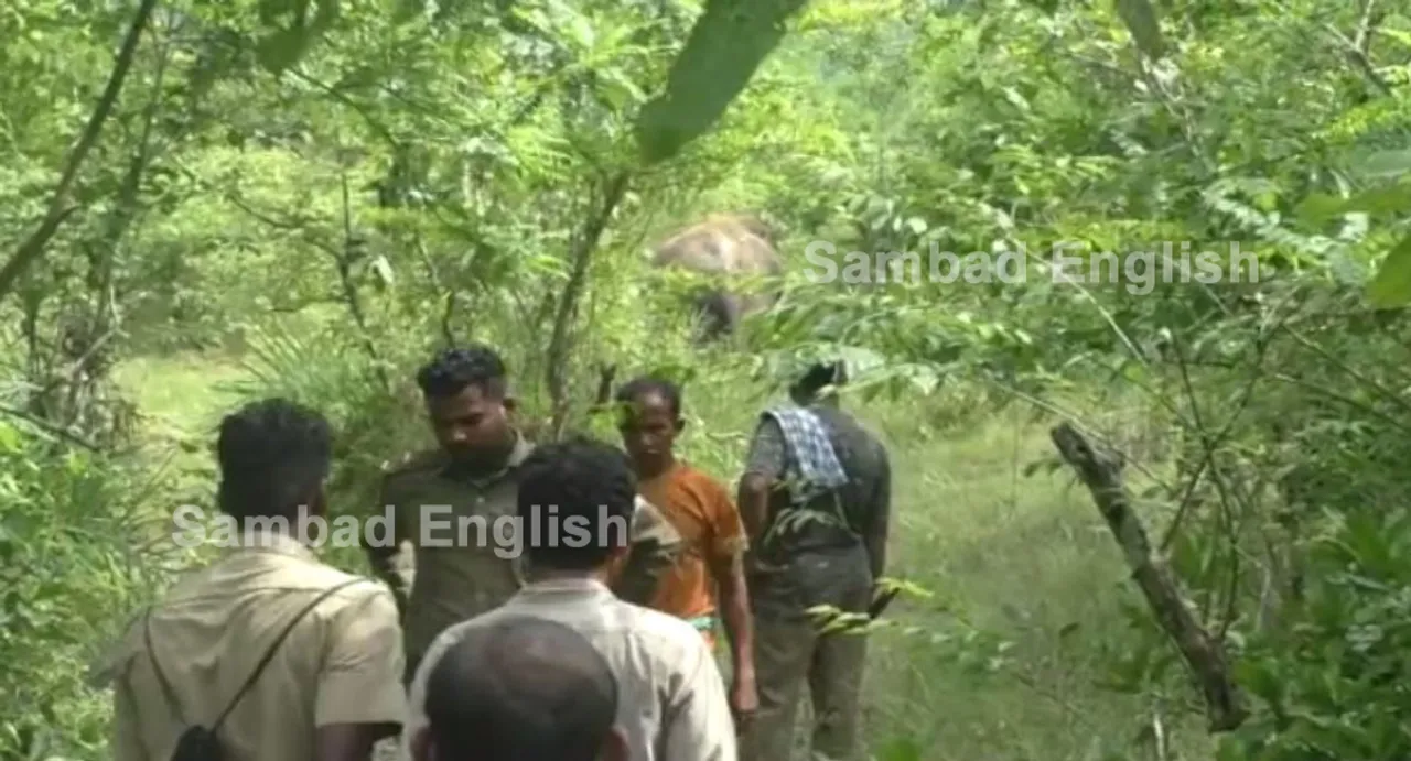 Tusker found with three gunshot wounds in Cuttack forest