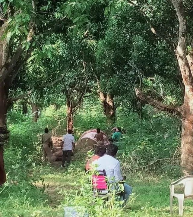  One more elephant dies of electrocution in Odisha; toll up to 3 this week