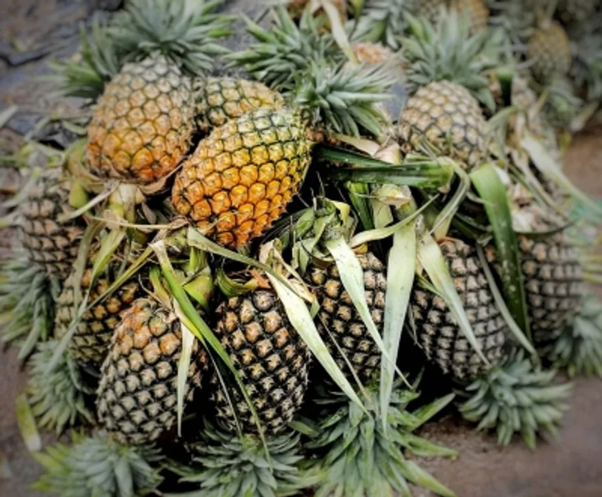  Tripura exported over 9K tonnes of pineapples in 2 years