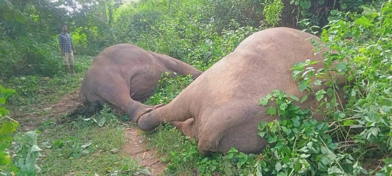  Two elephants electrocuted to death in Odisha's Keonjhar