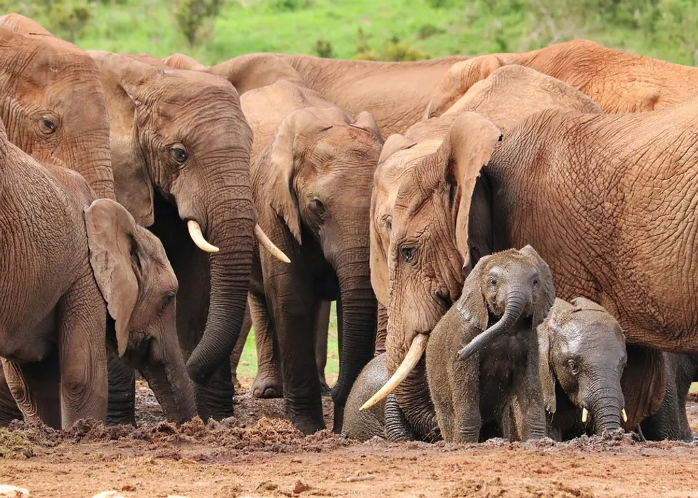  Huge success! Poacher who killed over a dozen elephants nabbed in Odisha
