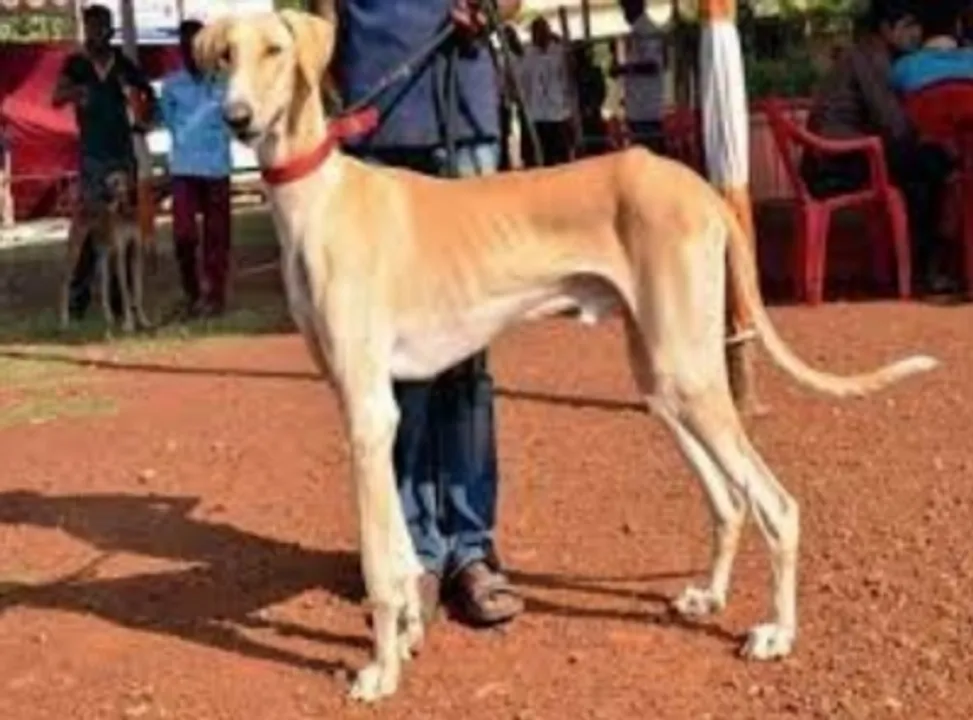  K'taka's Mudhol hounds join SPG squad for PM's protection