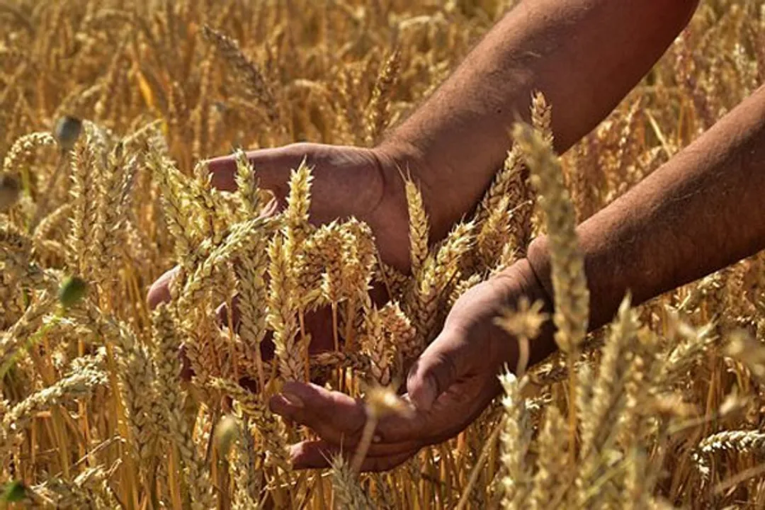  World food prices decline amid relief after Ukraine grain exports resume: FAO