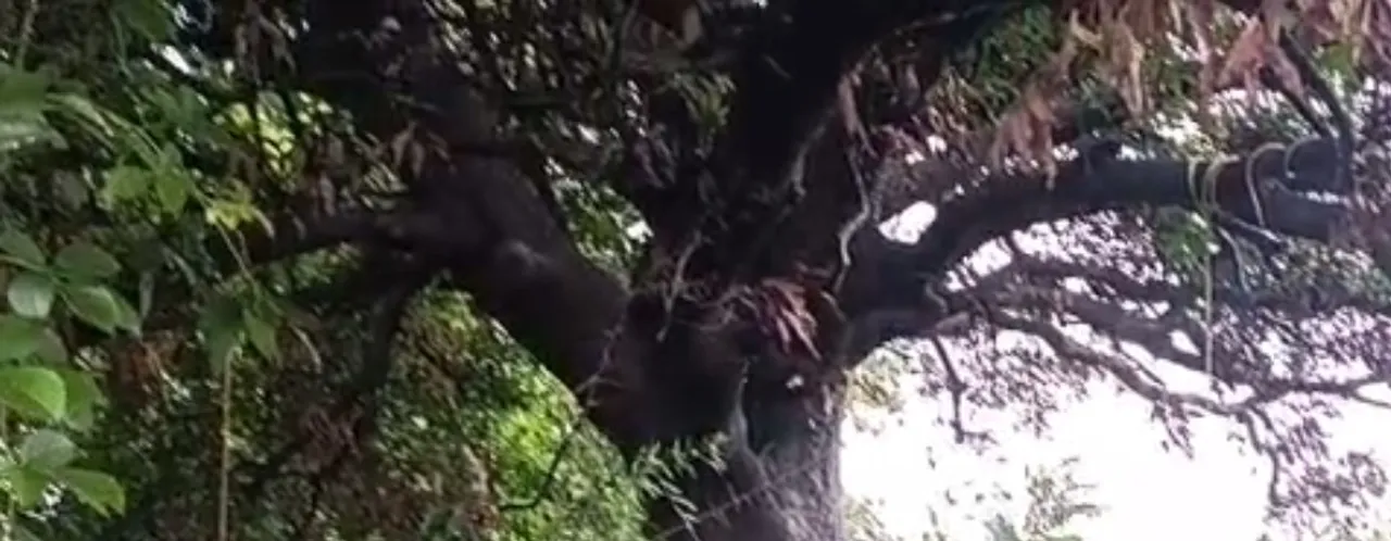  Mother, son found hanging in Odisha village