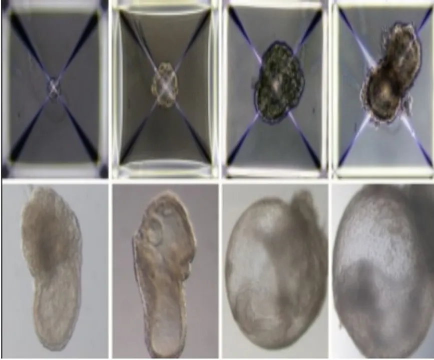  Without sperm or eggs, scientists create first synthetic embryos