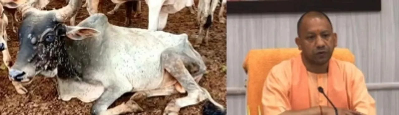  As cases of lumpy virus rise, Yogi bans cattle fairs in UP