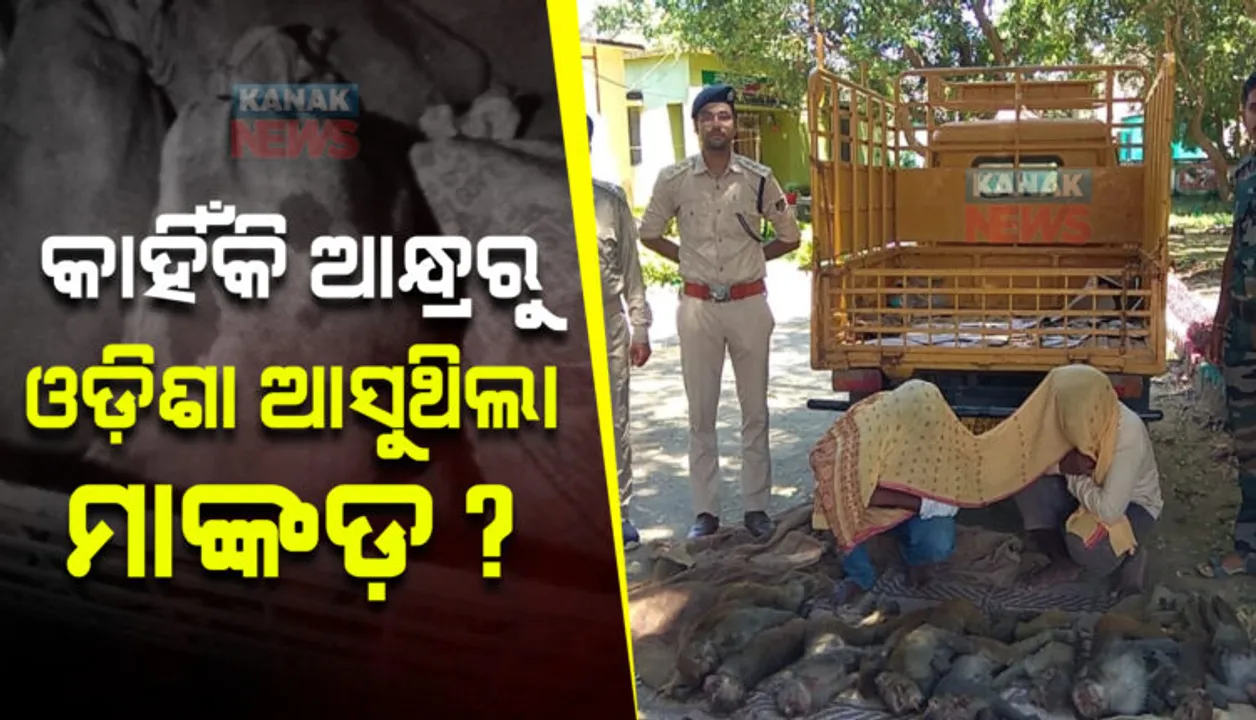  Inter-State racket whiff as two arrested in Odisha for smuggling monkeys from Andhra Pradesh