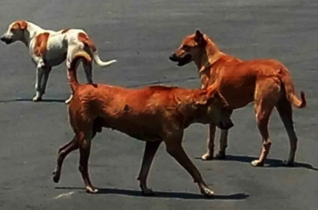  If stray dogs attack people, those who feed them could be held liable: SC