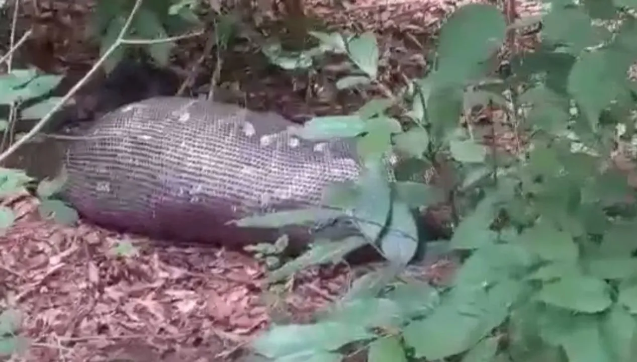  Python swallowed elderly Odisha man, claims family