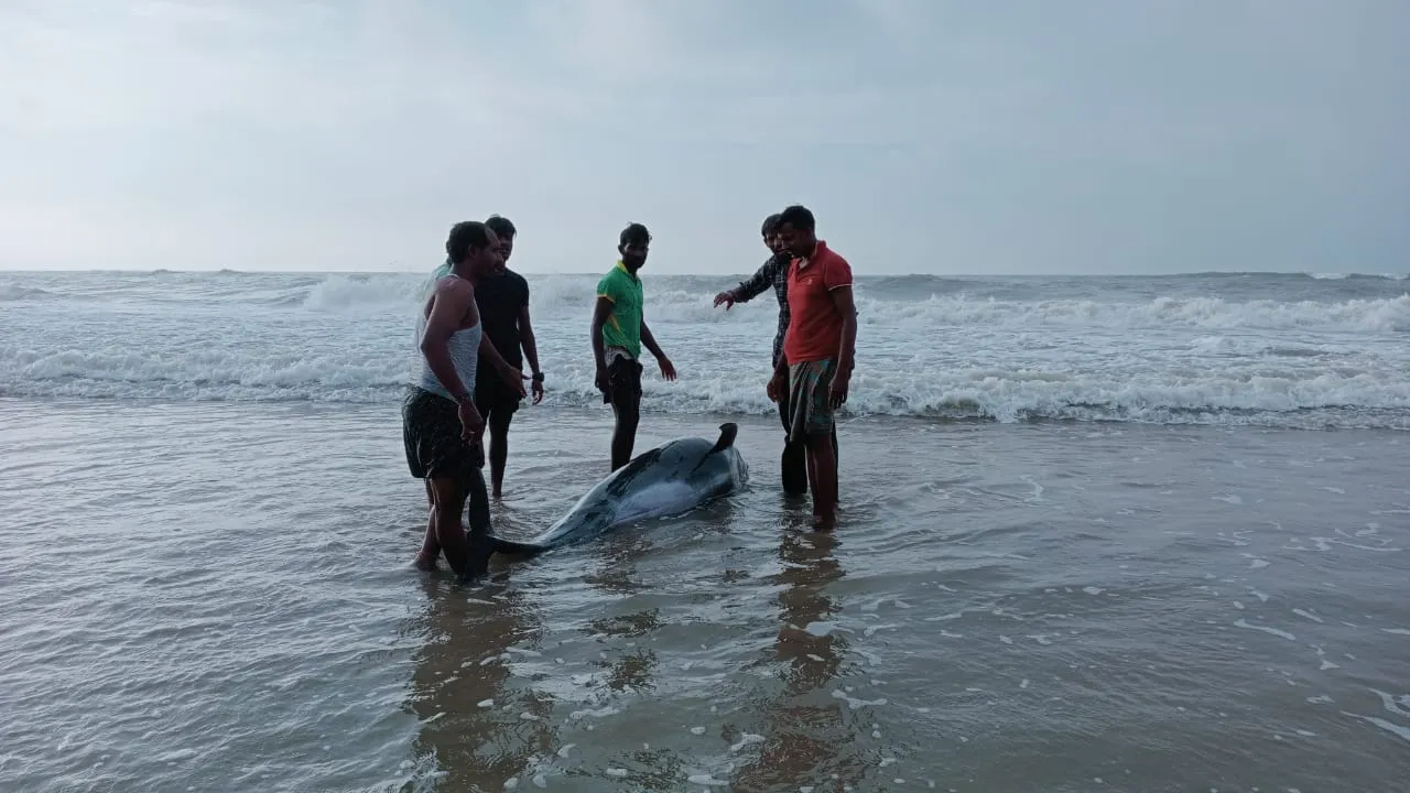  Odisha: Injured dolphin rescued at Chandrabhaga beach; released into sea
