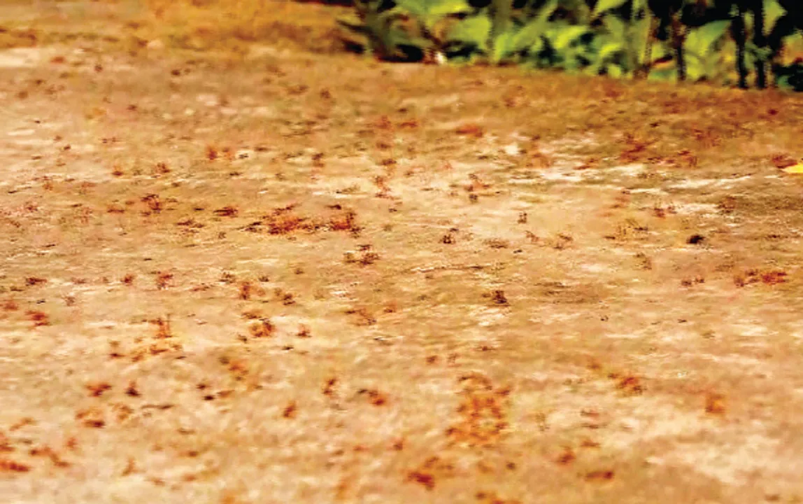  Poisonous red ants ‘invade’ Odisha village
