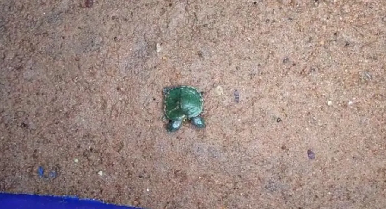  Rare two-headed turtle born at Odisha's Nandankanan zoo