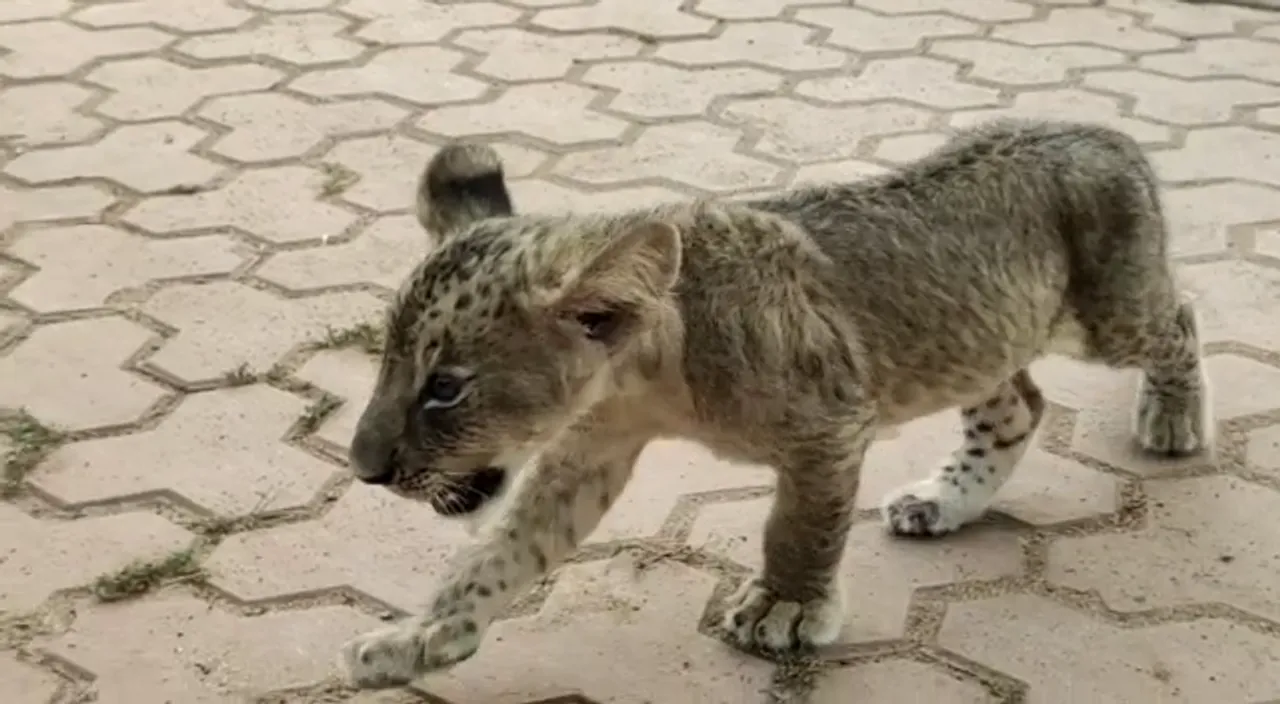  Union Minister Ashwini Choubey names tiger and lion cubs at Odisha zoo