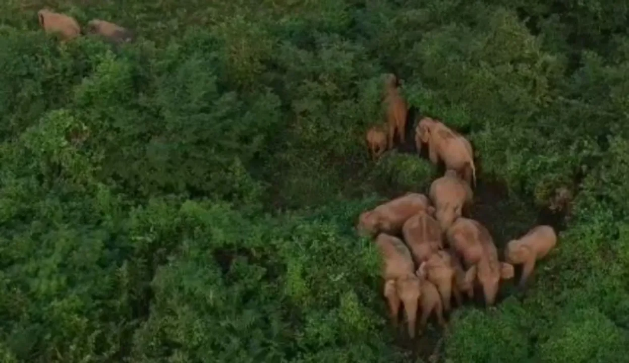  Elephant herd spotted near Odisha’s Nandankanan