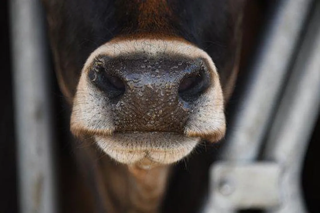  Cow's jaw blown away after chewing cracker