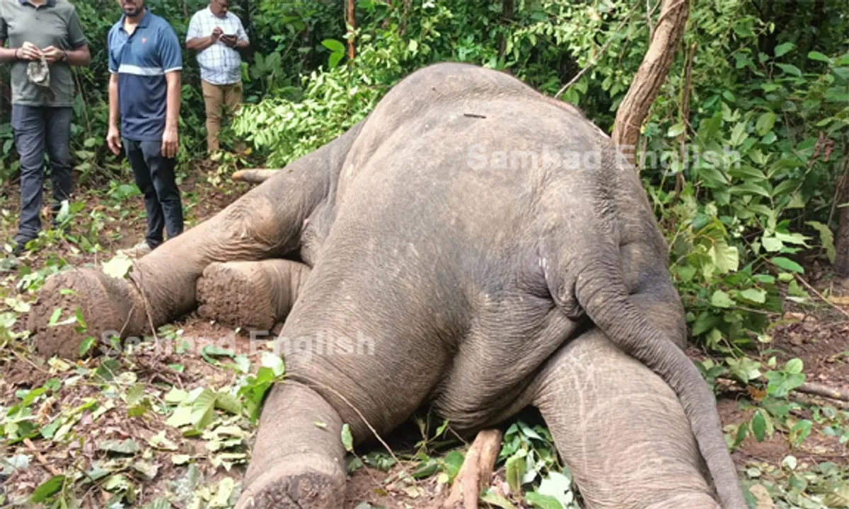  Injured elephant dies in Betanati forest range following surgical operation