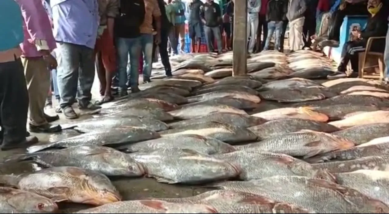  Fishermen net fortune worth Rs 35 lakh after catching 28 rare Telia Bhola fish  in Odisha's Balasore