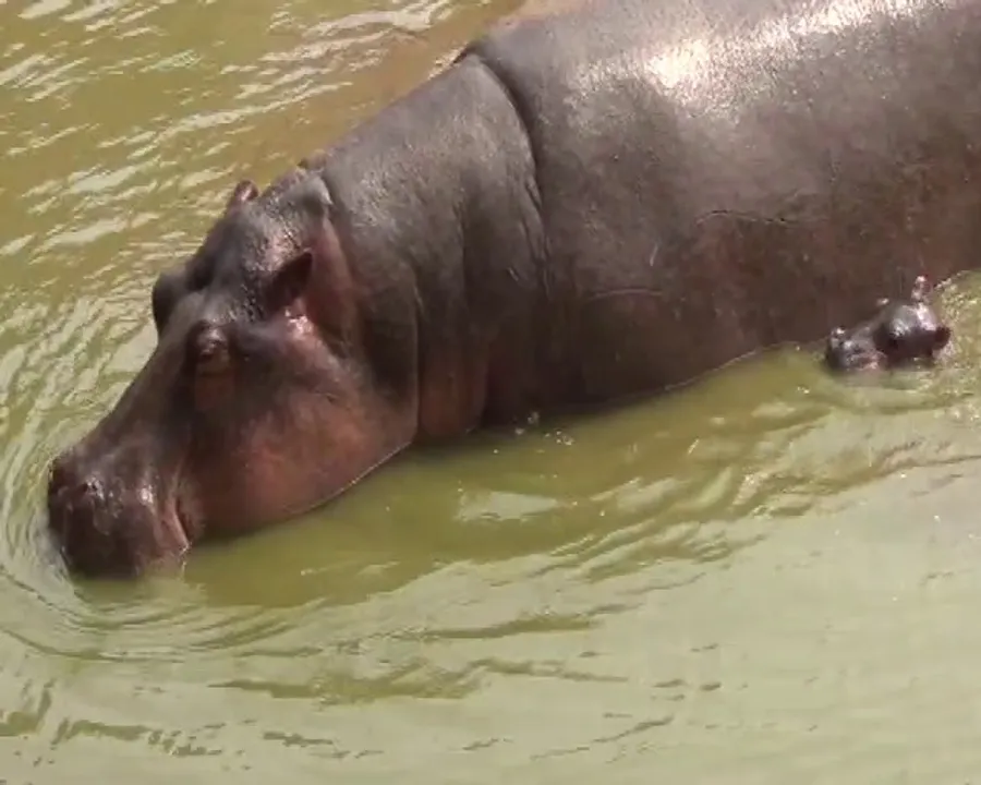  Newborn hippo dies at Nandankanan Zoo