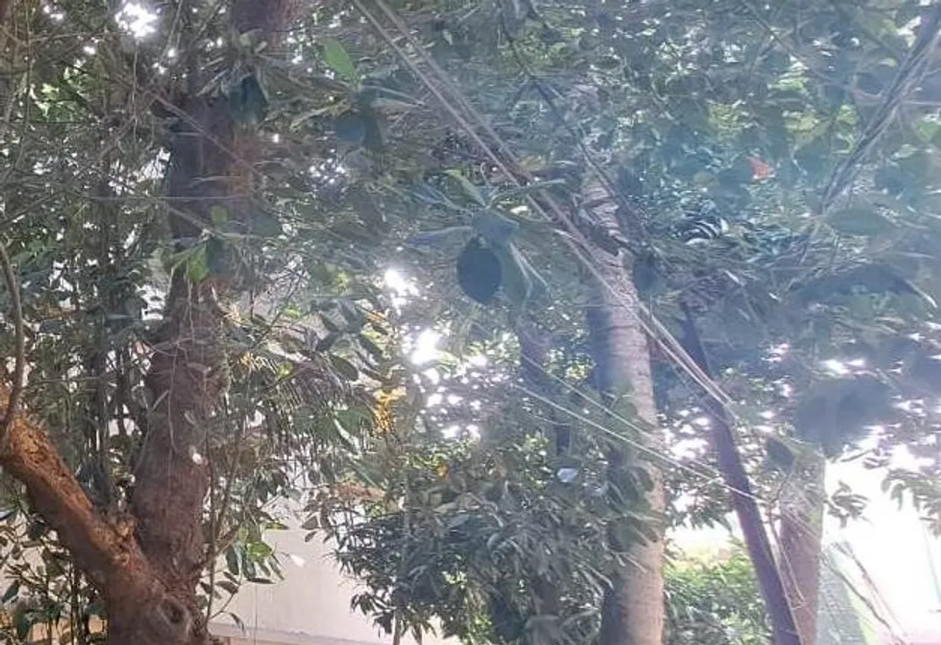  Man found hanging from tree near Mayfair Chhak in Bhubaneswar