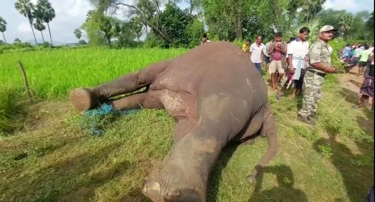  Tusker electrocuted to death in Odisha's Dhenkanal!