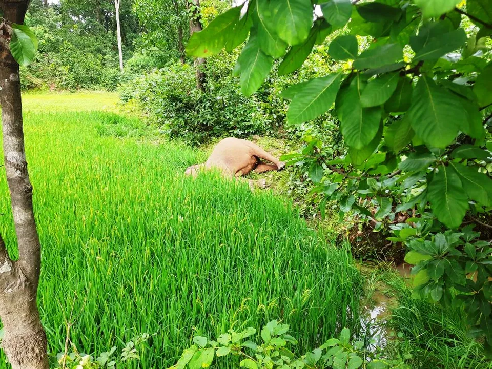  Two elephants found dead at forest in Odisha's Sambalpur